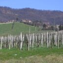 Moscato di Scanzo, an italian passito wine you need to discovered