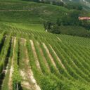 Vino, nocciole e storia: il comune di Lu Monferrato